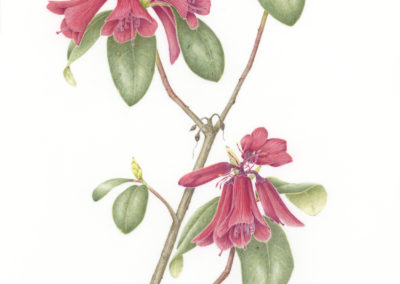 Rhododendron cinnabarinum (RBGE Collection)