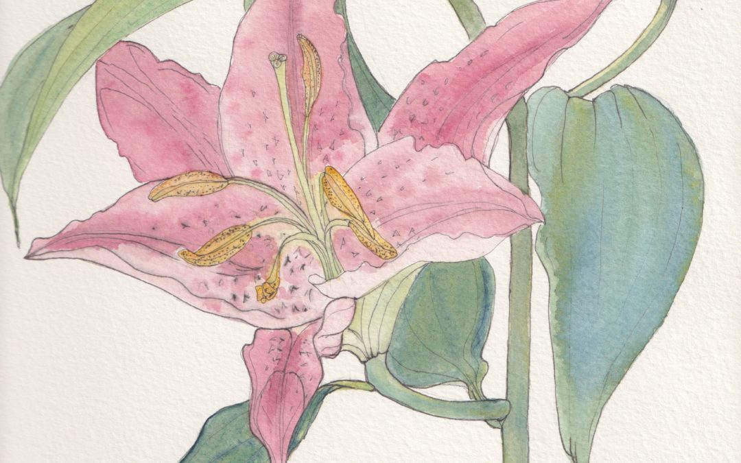 AUTUMN GLORY | Scottish Society of Botanical Artists