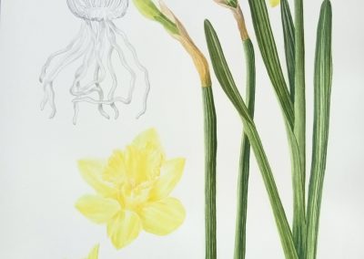 Flower1 Narcissus Daffodil