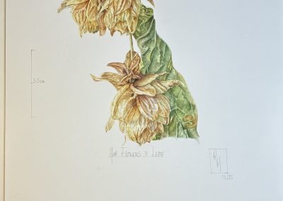 Hop Flowers from an RBGE Course, November 2025