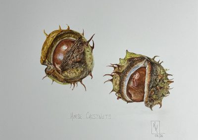 Horse Chestnuts