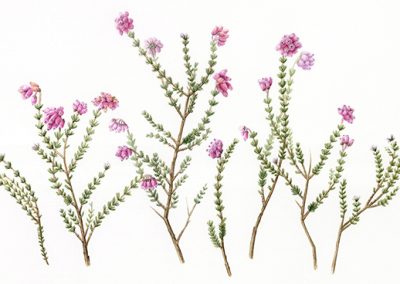 Cross-Leaved Heath