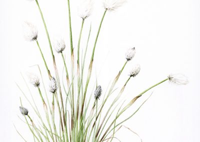 Hare's Tale Cotton-grass