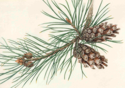 Pinus Sylvestris - Vellum