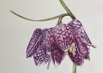Fritillary