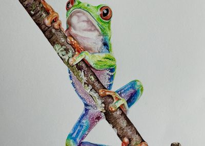 Red eyed tree frog photo by Tim Smith