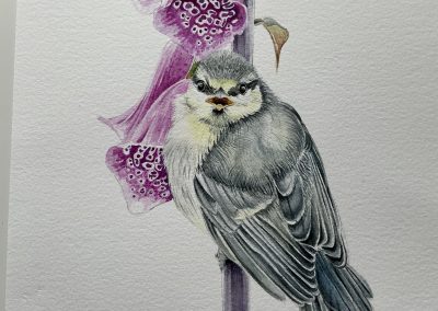 Baby blue tit on foxglove photo by Les Liddle