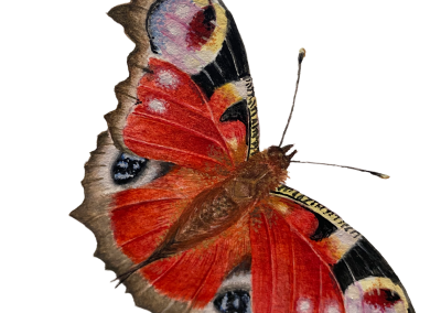 Peacock butterfly