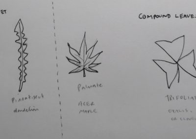 Leaf shapes- diagrams